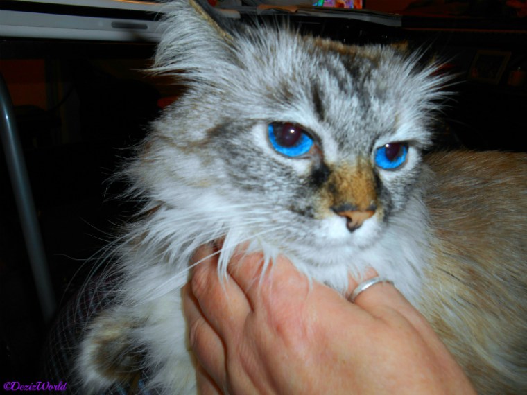 Dezi getting mommy loving and petting.