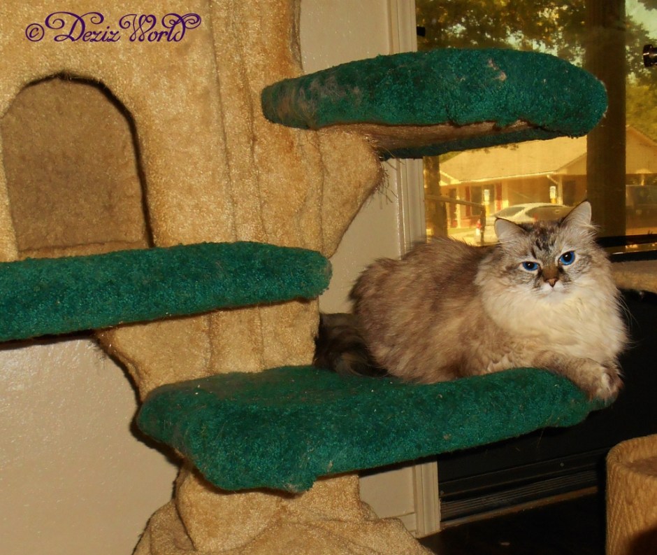Dezi looks at the camera from the Liberty cat tree