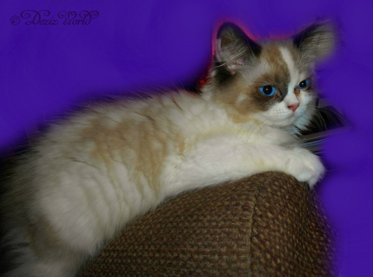 Raena site on the arm of the chair by mommy