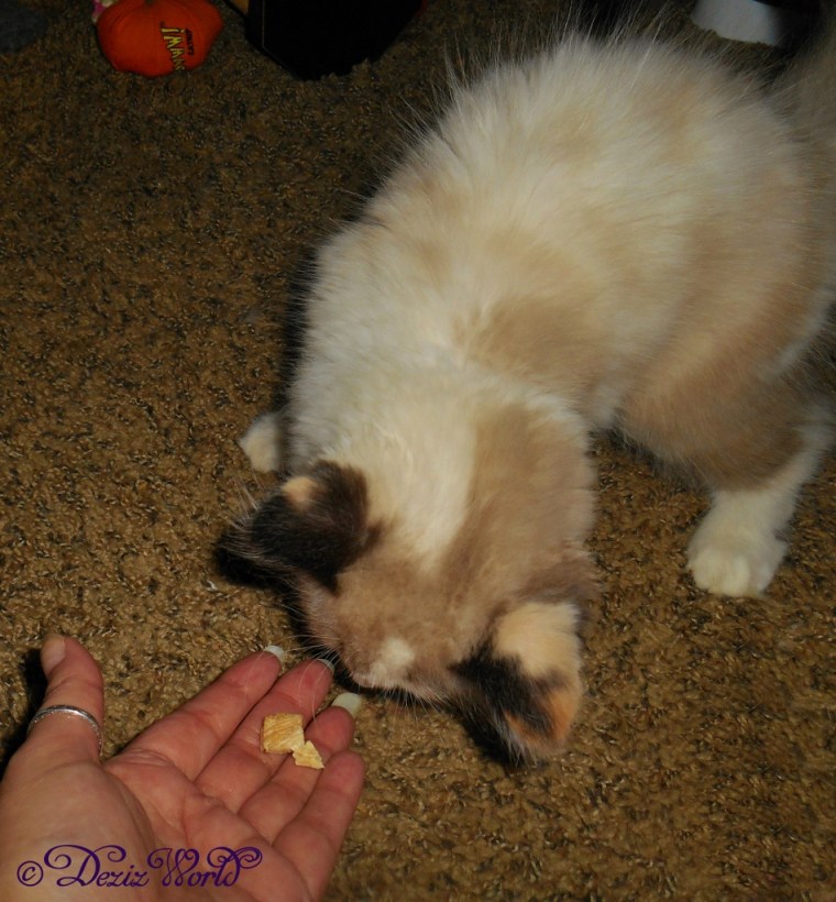 Raena eating Pure Bites chicken treats