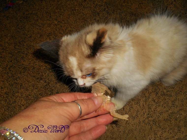 Raena eating her first bonito flake