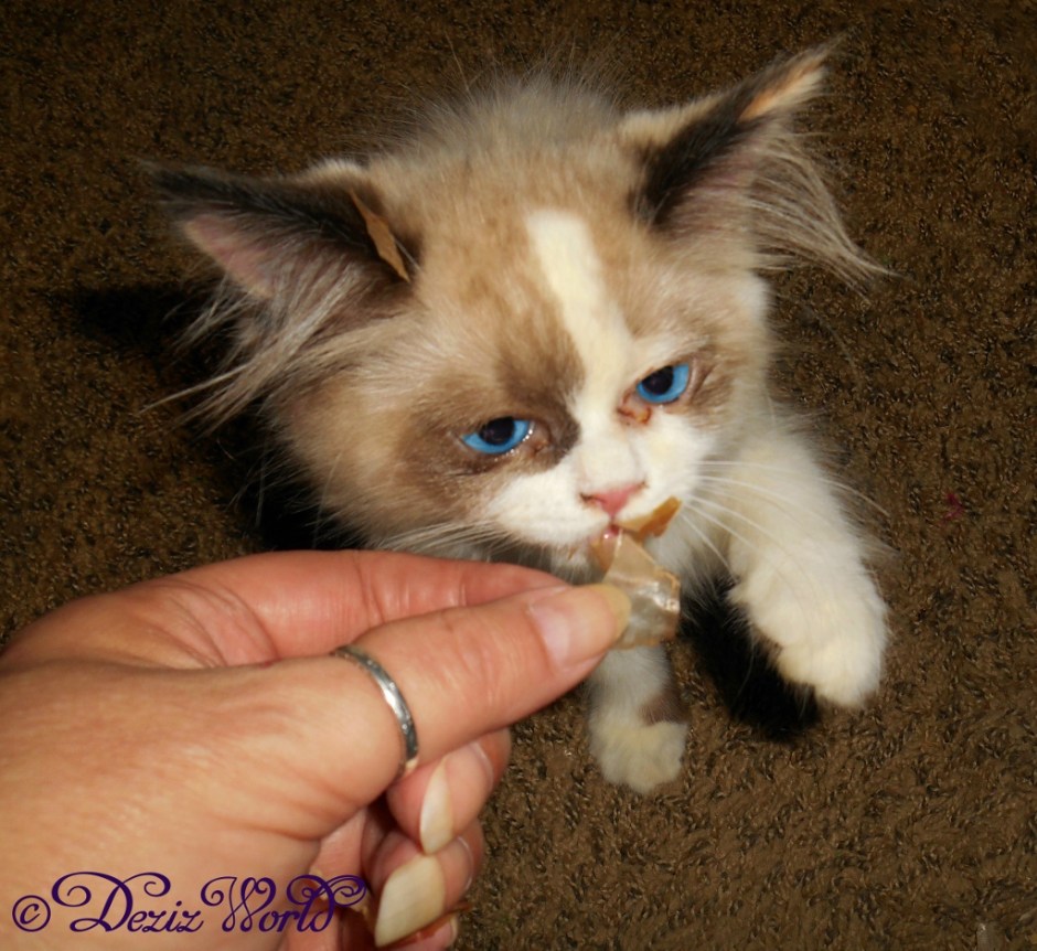 Raena eating bonito flakes