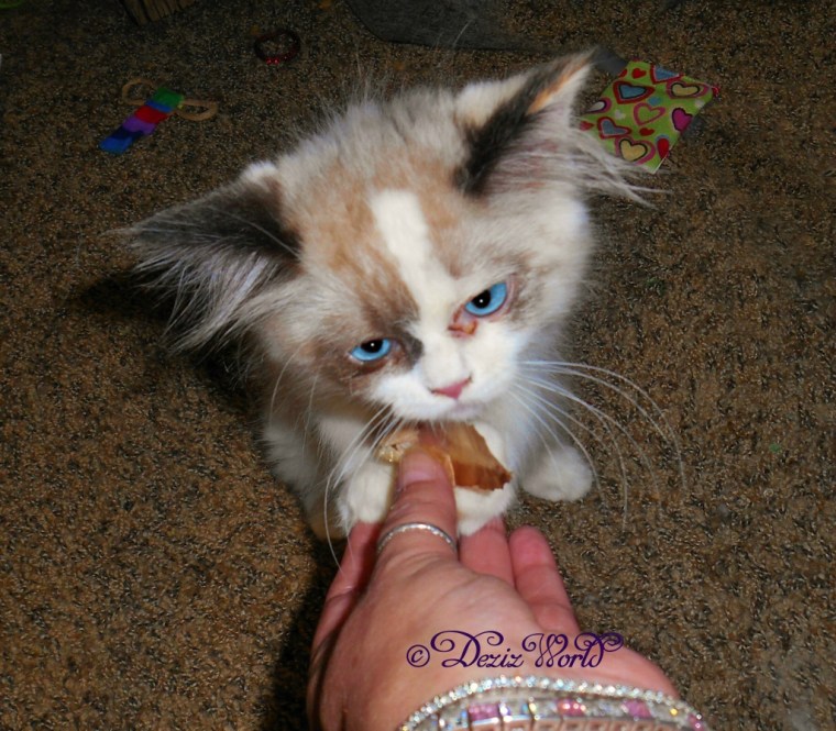 Raena eats a bonito flake