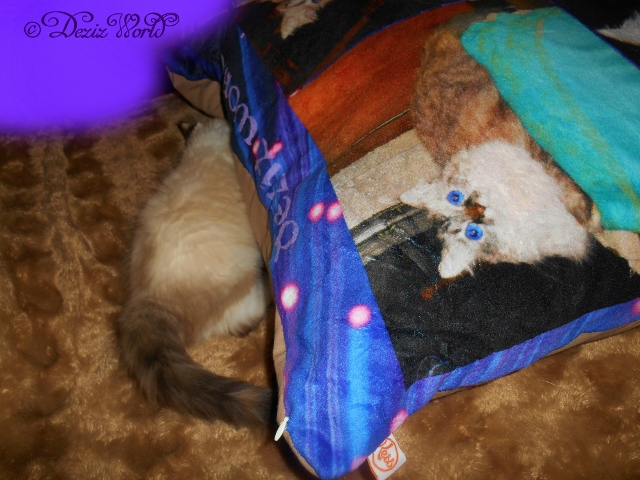 Raena suckling pillow bed from collage.com