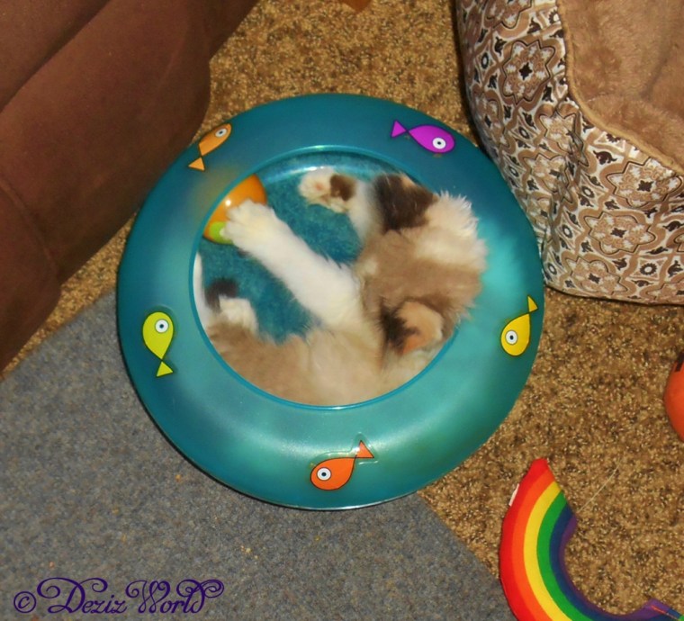 Raena inside fish bowl toy