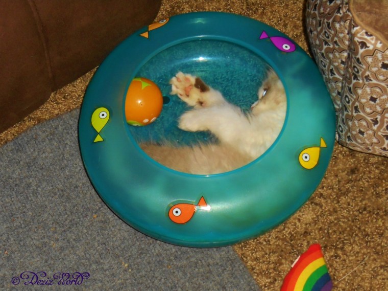 Raena inside Fish bowl toy