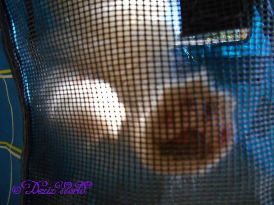 Raena's paw pushing the mesh on the stroller