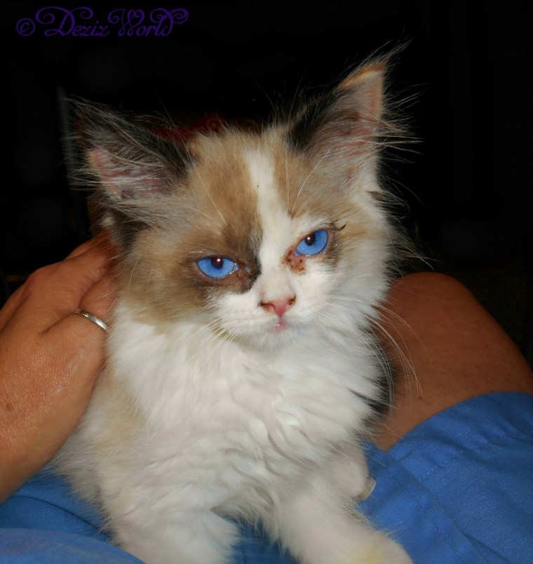 Mommy petting Raena while she sits in her lap