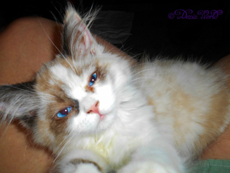 Raena's sleepy lap selfie