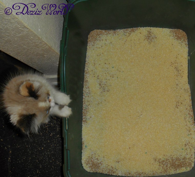 Raena chaecking out the Garfield Cat litter