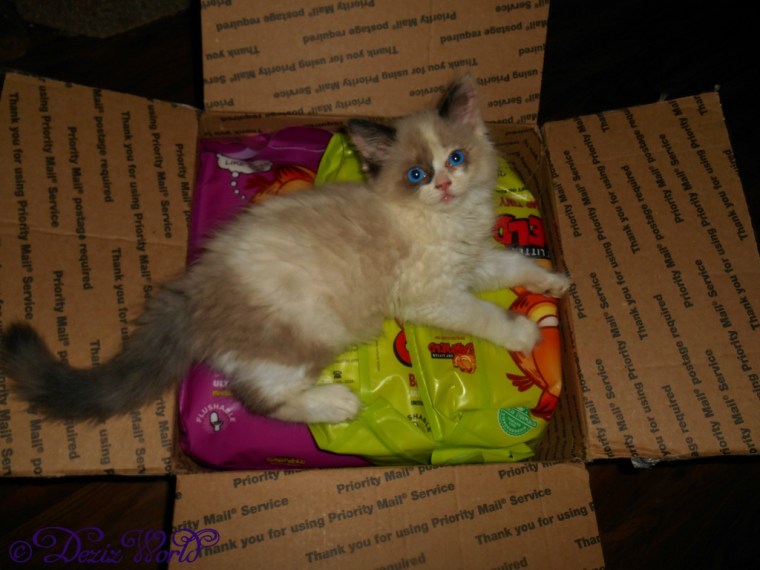 Raena laying on the Garfield Cat litter in box
