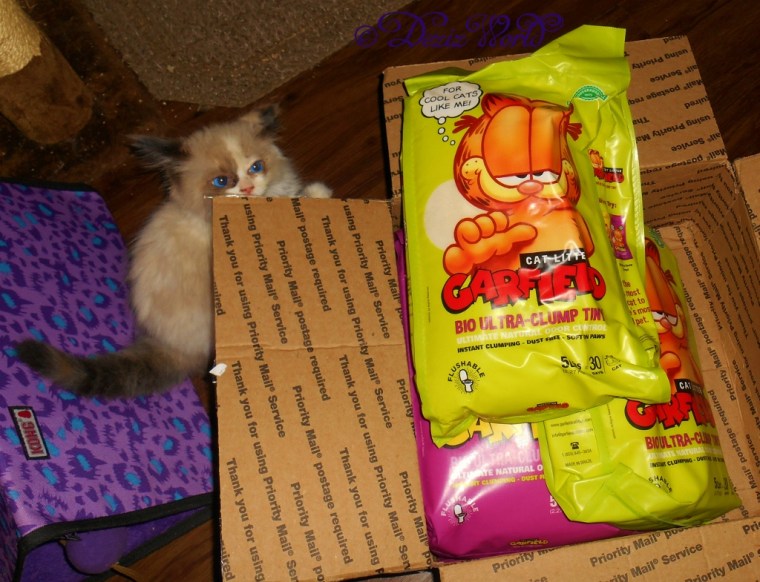 Raena looking at the Garfield cat litter