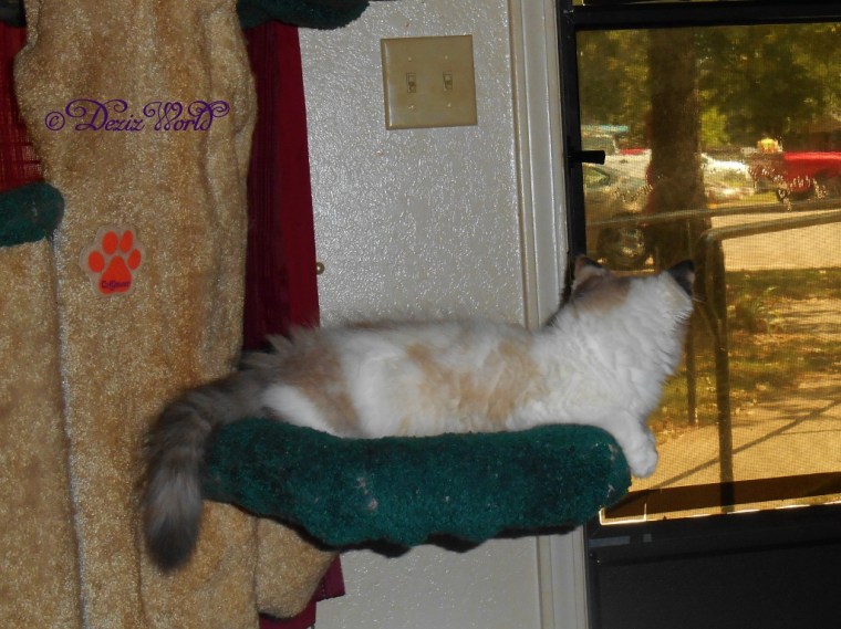 Raena looks outside the front door from the Liberty cat tree