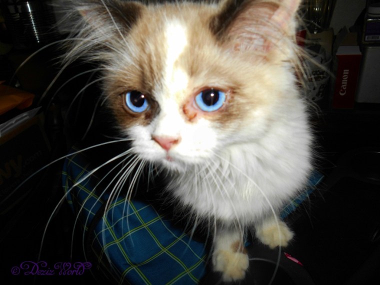 Raena up close on top of the stroller