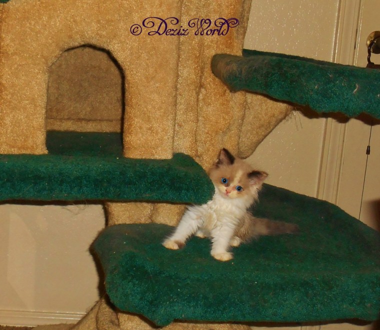 RaenaBelle site on the liberty tree