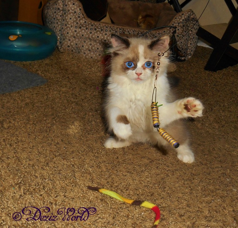 Raena plays with the flying toy