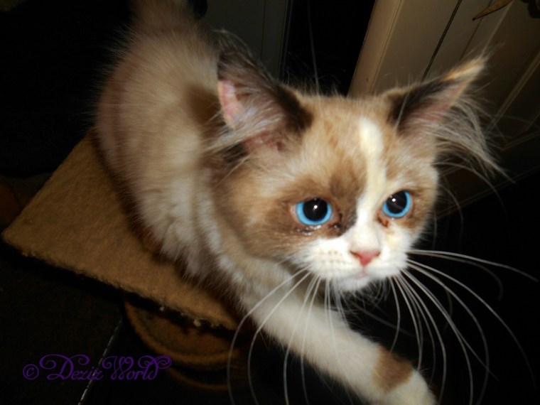 Raena reaching out from the perch to alert mommy