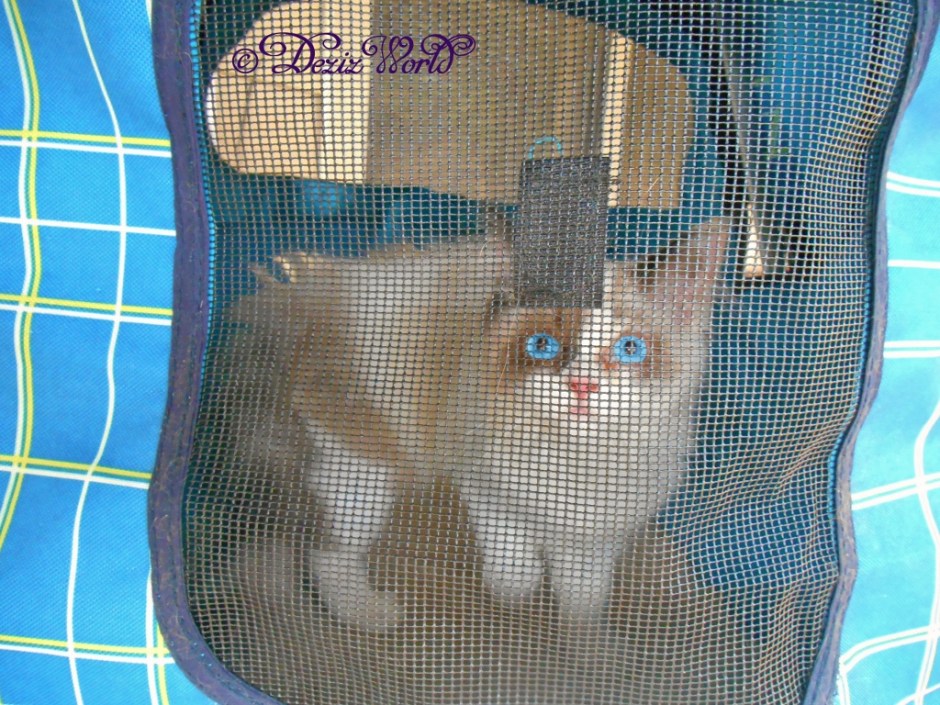 Raena looks at the camera from inside the stroller