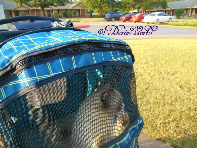 Raena looks out of the stroller