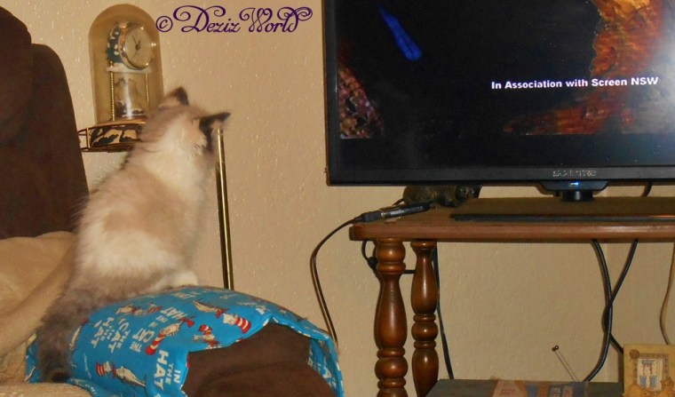 Raena watches teevee