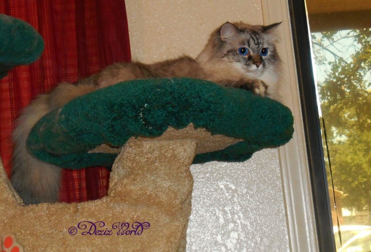 Dezi hanging in the Liberty cat tree