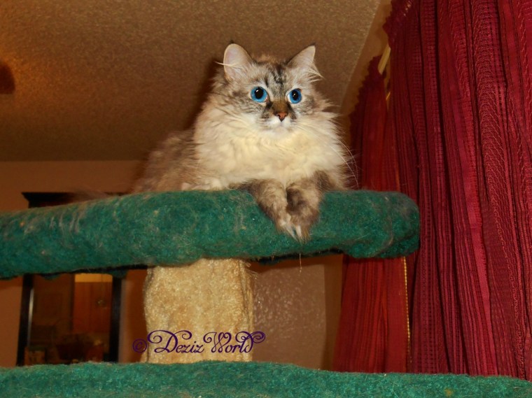 Dezi atop the cat tree