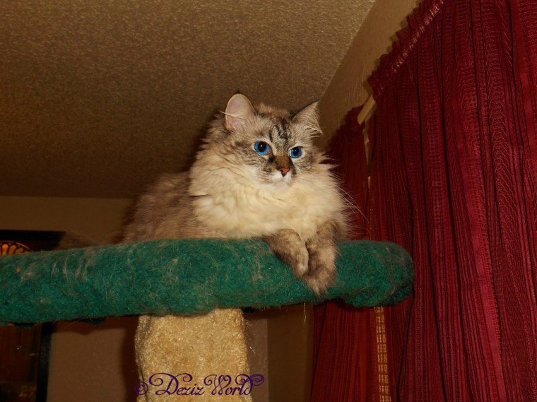 Dezi poses on the cat tree