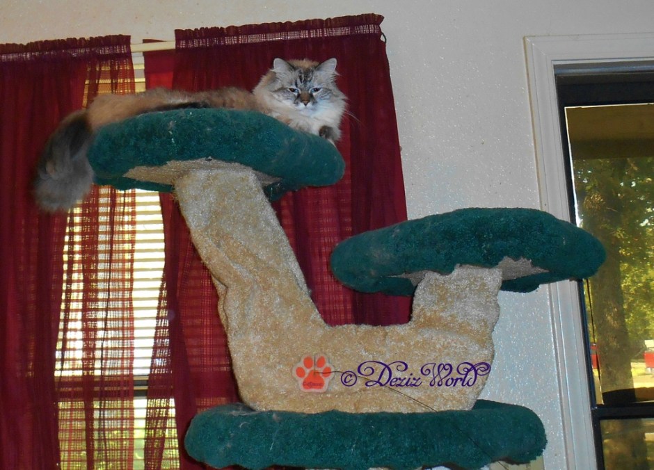 Dezi laying on the liberty cat tree