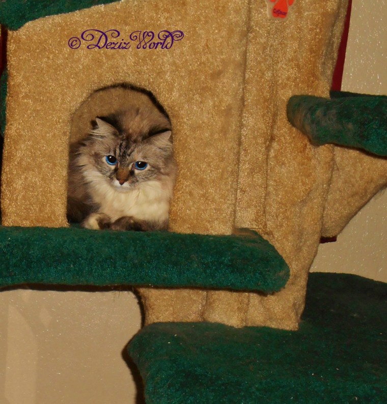 Dezi looks out from the house on the Liberty cat tree