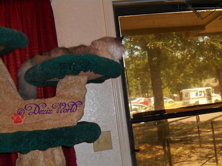 Dezi looks out the front door from the Liberty cat tree
