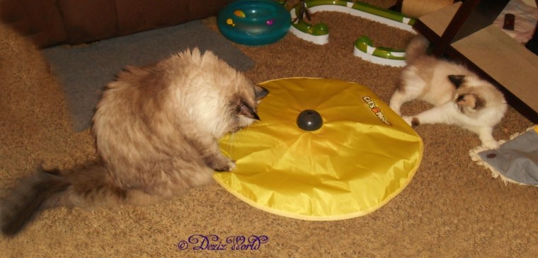 Dezi and Raena playing with the cat's meow