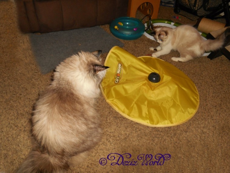 Dezi and Raena playing with the cat's meow