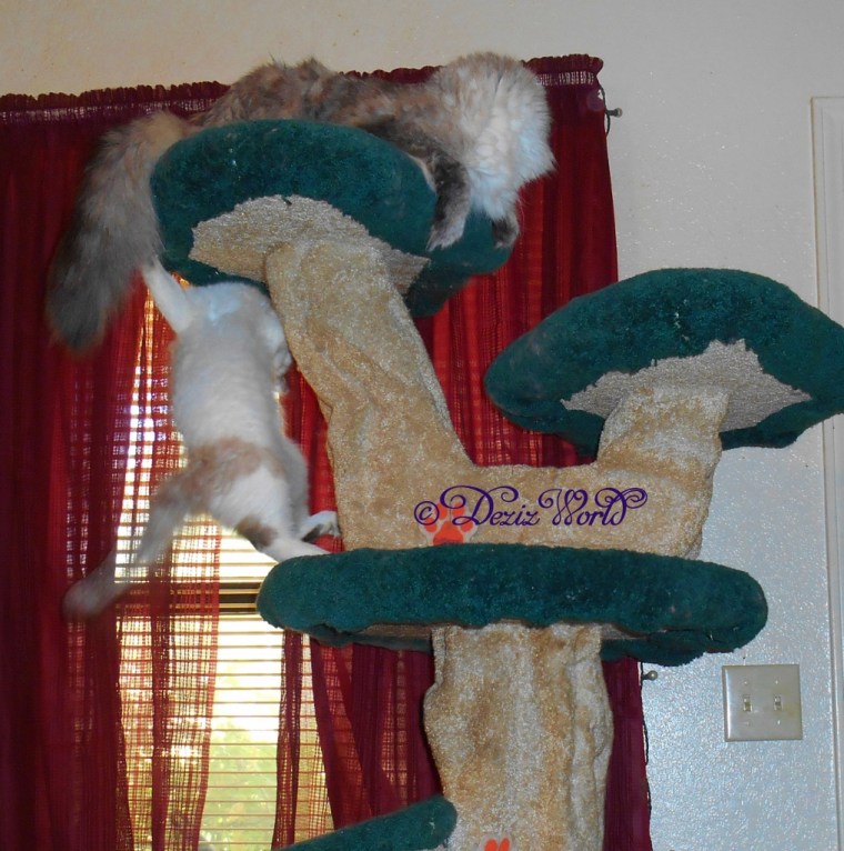 Raena hanging on the Liberty cat tree playing whacky paw with Dezi