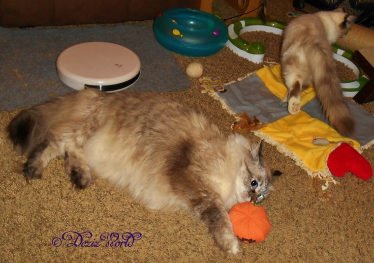 Dezi plays with the Yeowww Orange while Raena walks away