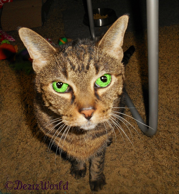 Lexi poses for the camera