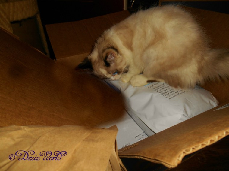 Raena sitting on the BoxieCat Cat litter in a chewy box
