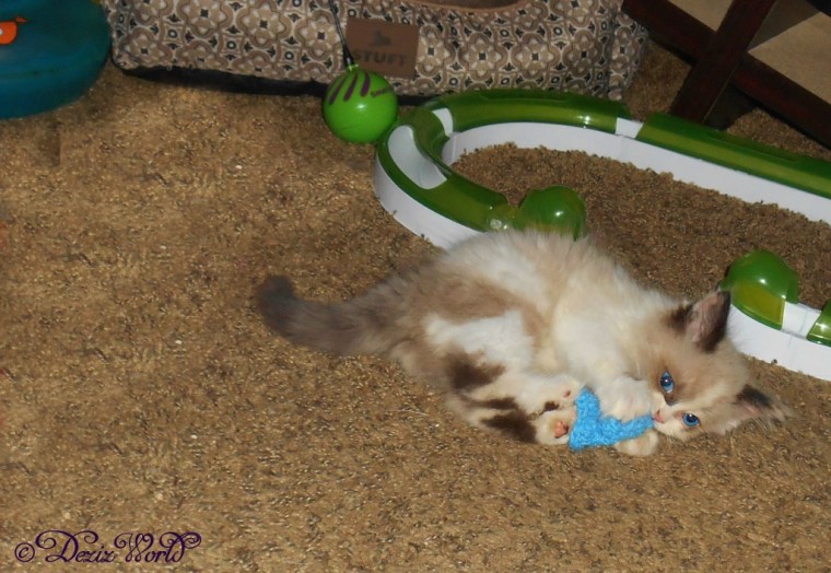 Raena bunny kicks awnty Ellen's made with love nip fishy