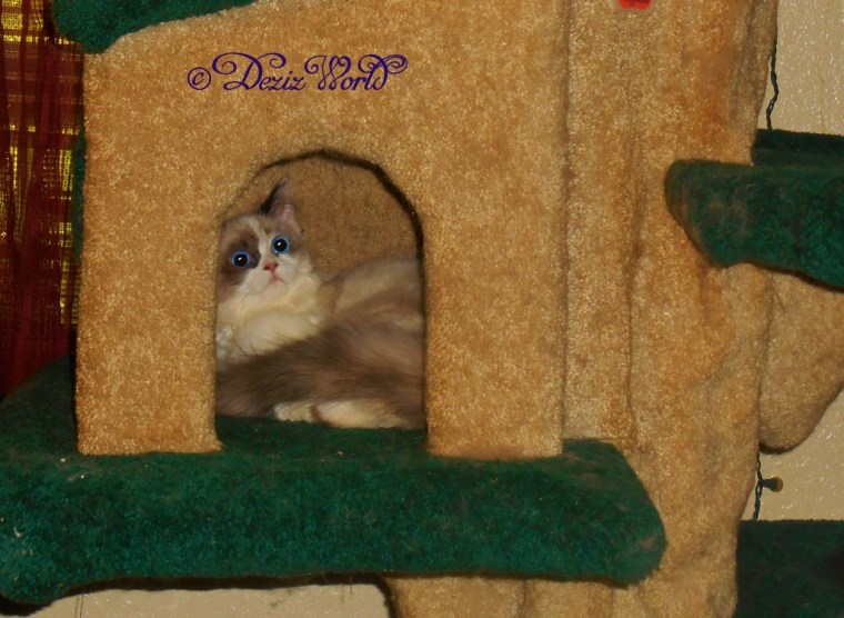 Raena inside the house on the Liberty Cat tree