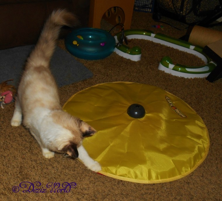 Raena playing with the cat's meow