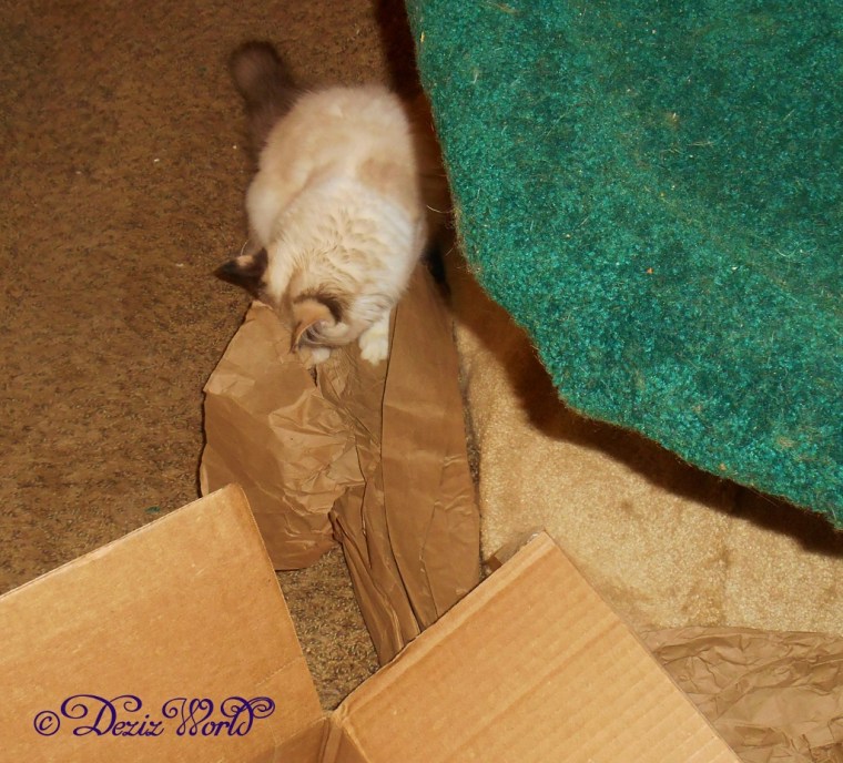 Raena plays with the chewy box packing paper