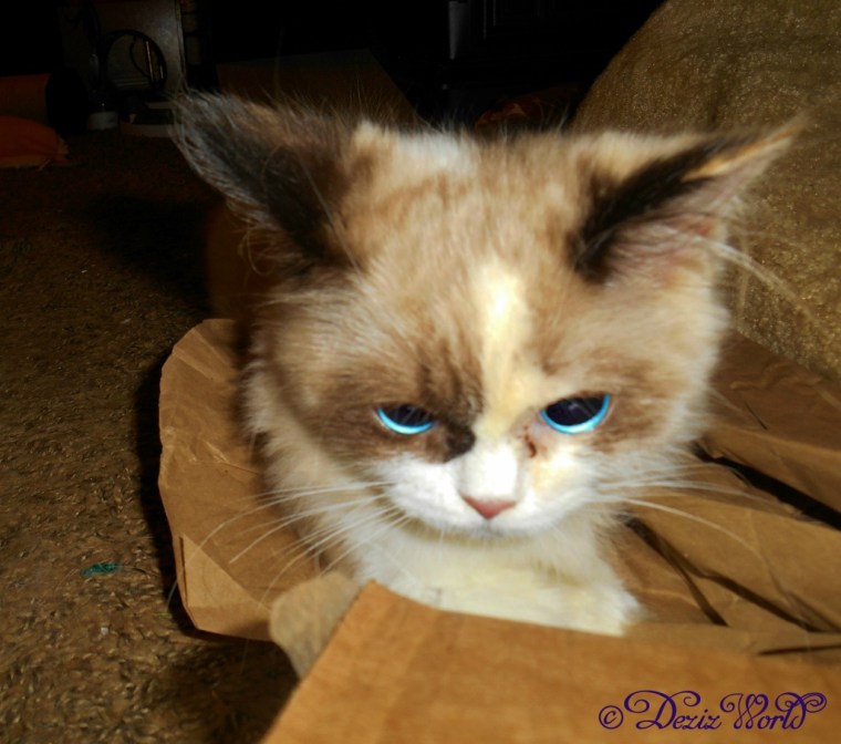 Raena resting on the edge of a box surrounded by packing paper