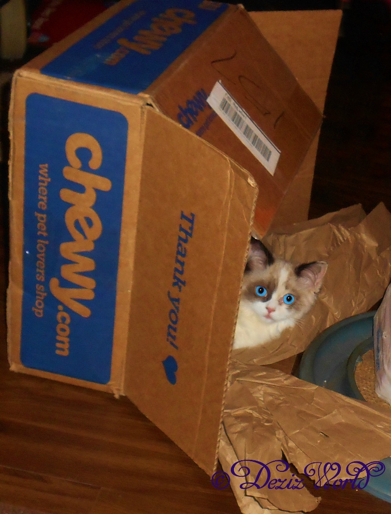 Raena peaking out of a chewy box