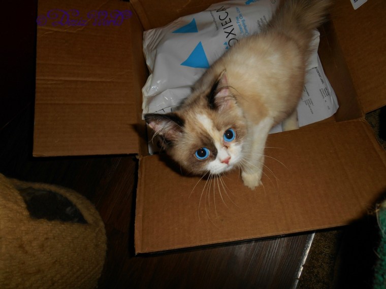 Raena standing on the BoxieCat cat litter and looking up at the camera