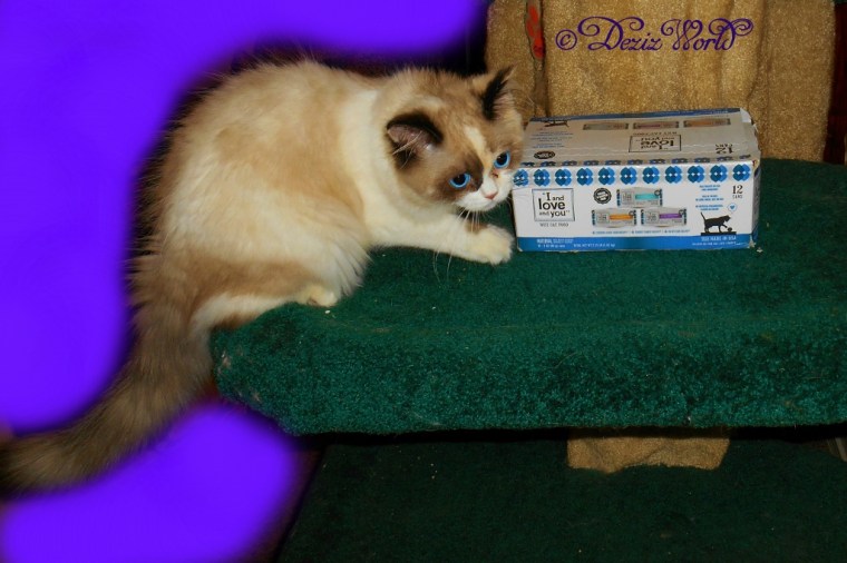 Raena poses with a case of I and Love and You cat food