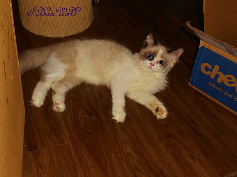 Raena laying on the floor