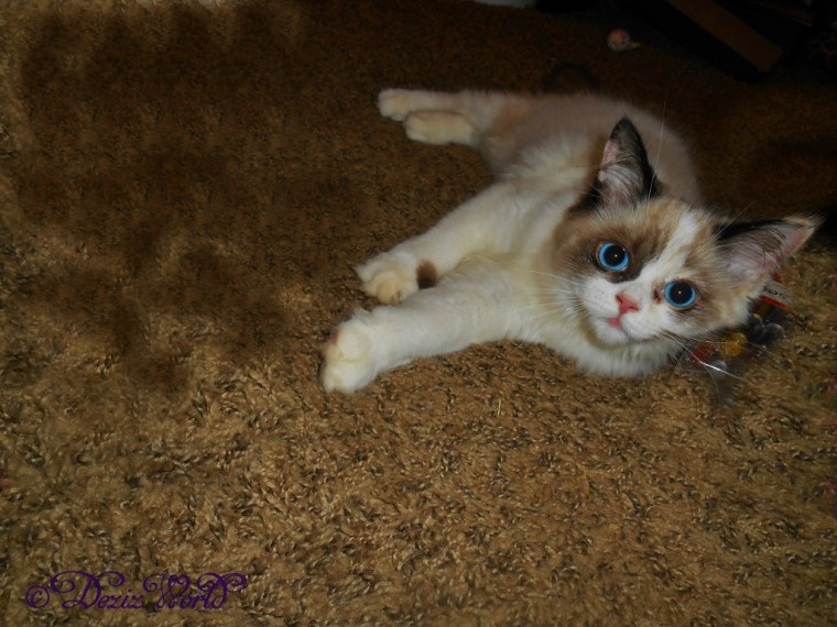 Raena lays on the pens for a selfie