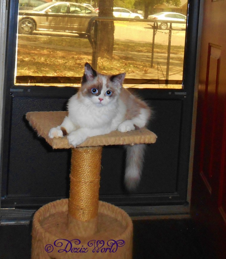 Raena laying on perch