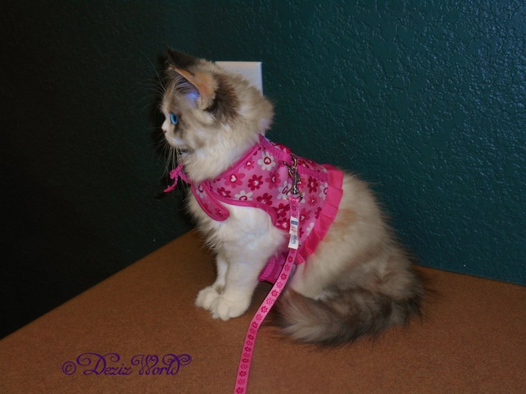 Raena harness profile pose