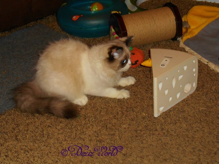 Raena plays with cheese mouse