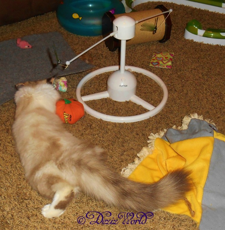 Raena playing with the Petsafe toys, Flitter